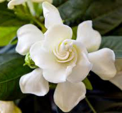 gardenia