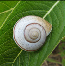 lumaca.png
